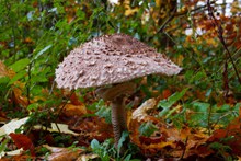 食用森林蘑菇图片下载