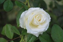 洁白玫瑰花朵图片大全
