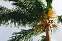 茂盛的棕榈树图片素材