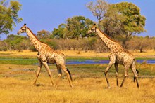 草原上野生长颈鹿精美图片
