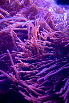 海底紫罗兰珊瑚触须图片下载