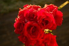 火红玫瑰花朵开放高清图片