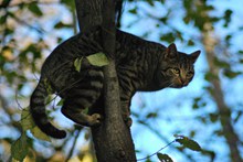 爬树的小猫图片下载