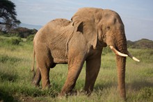 荒野野生大象高清图片