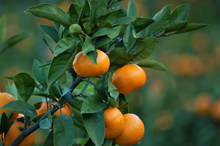 橘子树新鲜橘子精美图片