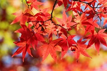秋天漂亮红枫叶写真高清图片
