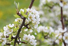 树枝白色梨花精美图片