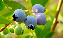 新鲜蓝莓水果高清图片