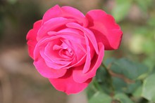 玫瑰红色花朵精美图片