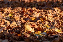 秋季地面黄色落叶图片下载
