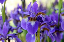 紫色鸢尾花朵写真精美图片