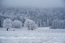 森林白雪积雪图片素材