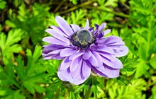 盛开紫色海葵花朵图片下载