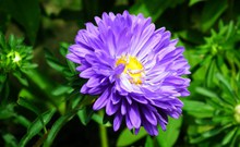 紫色翠菊花朵精美图片