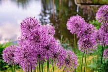 紫色韭菜花开花精美图片