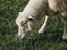 可爱的绵羊吃草高清图片