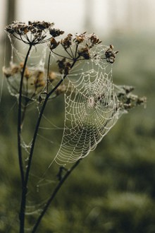 枯萎植物上的蜘蛛网图片素材