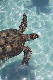 海洋大乌龟高清图片