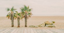 大海沙滩棕榈树图片下载