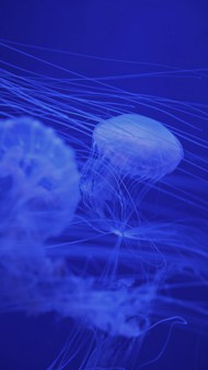 蓝色深海水母写真高清图片