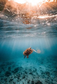 唯美蓝色深海海龟高清图片