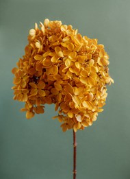 黄色花簇图片素材