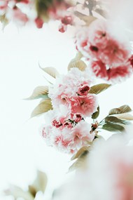 小清新淡雅粉色花朵精美图片