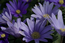 盛开紫色菊花花朵图片素材