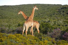 山上两只长颈鹿高清图片