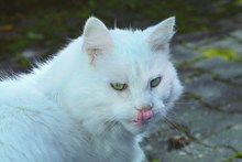 白色宠物小猫图片下载