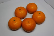 橙色沃柑高清图片