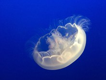 水族馆白色海蜇高清图片