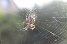 蜘蛛网蜘蛛爬行精美图片