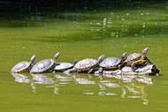 一排海龟靠岸高清图片