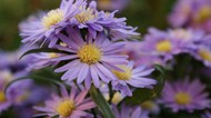 翠菊紫色花朵精美图片