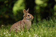 草丛里灰色兔子精美图片