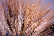 成熟小麦麦穗写真图片素材