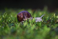 草丛里的蜗牛图片素材