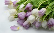 郁金香花束花朵高清图片