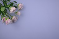 玫瑰花紫色背景图片下载