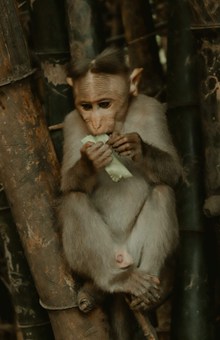 猴子吃东西高清图片