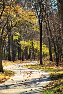 秋天树木落叶高清图片
