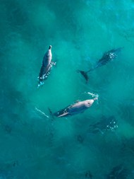 蓝色海洋三只海豚高清图片