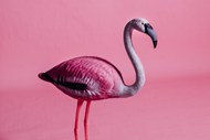 粉红色火烈鸟雕塑高清图片