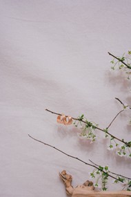 墙角白色花枝图片素材