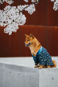 秋田犬狗狗精美图片