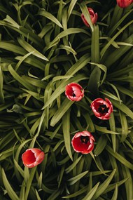 草丛红色花朵图片下载
