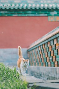 墙檐边上行走的小猫高清图片