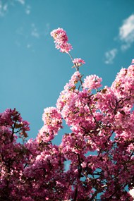 蓝天白云粉色花卉图片素材