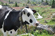 黑白奶牛放牧精美图片